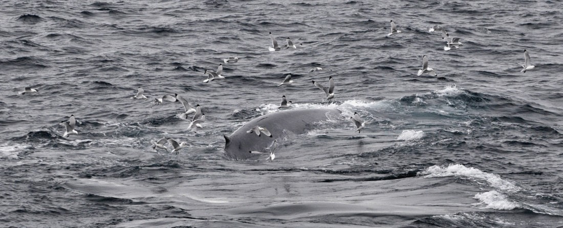 Blue whale