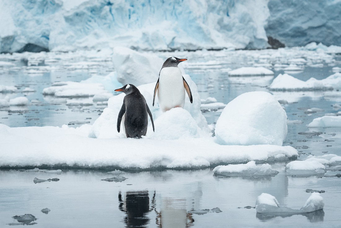 Freshly bathed penguins
