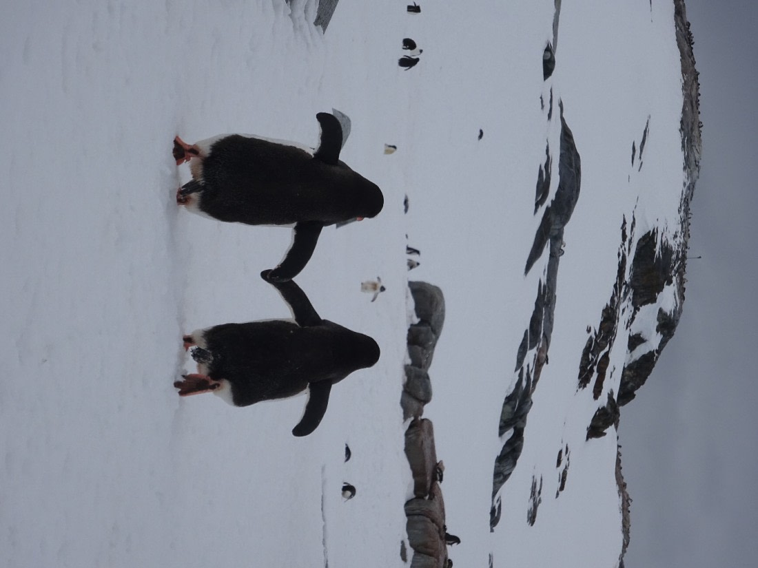 Basecamp Ortelius Antartica nicsan