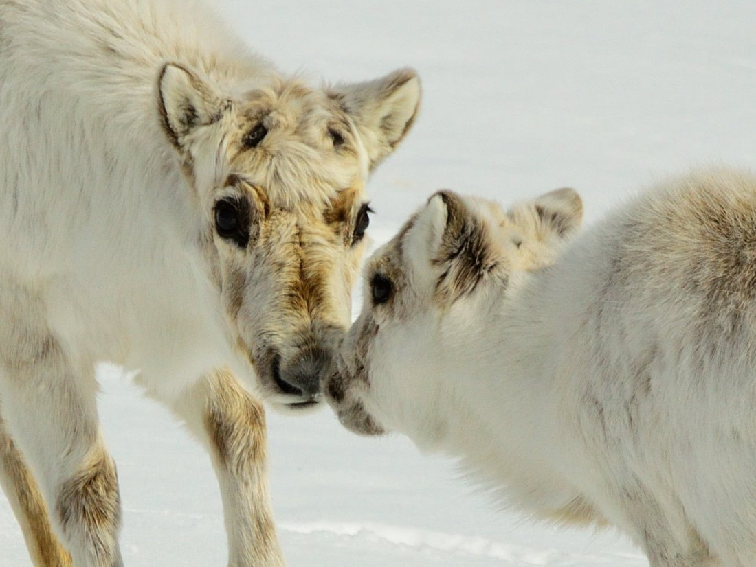 Mother with calf