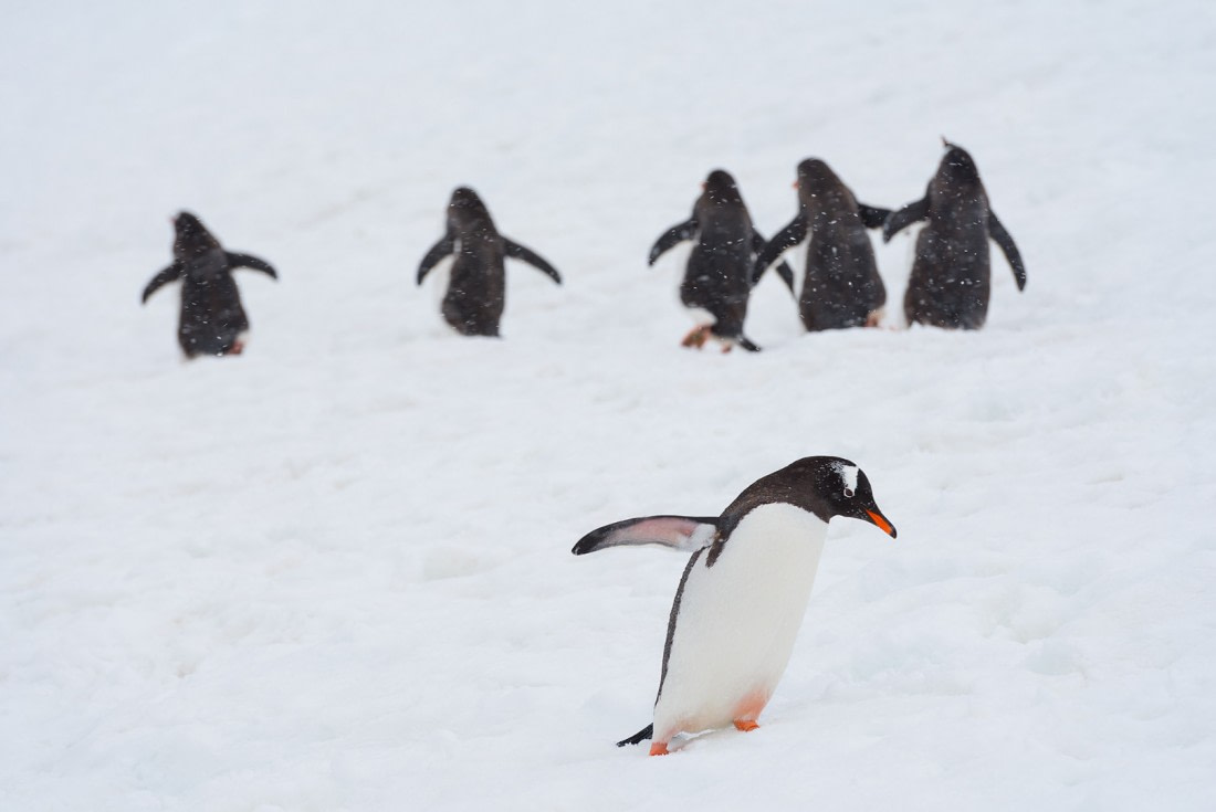 Nonconformist penguin
