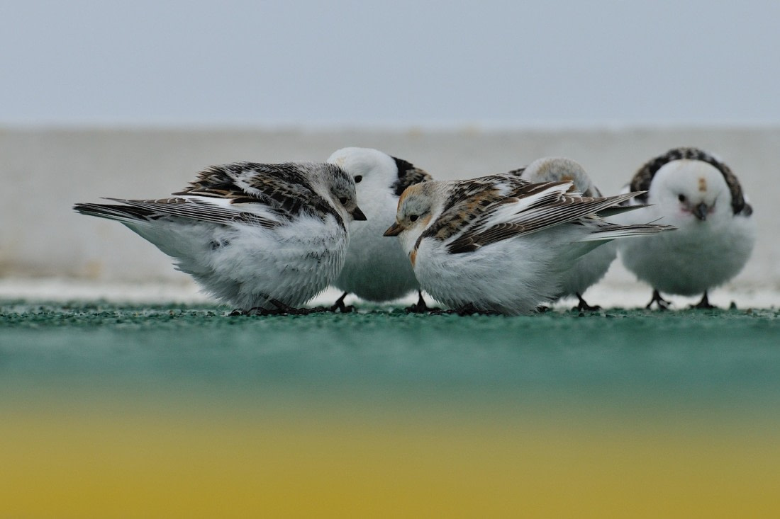 Overleg op het helikopterdek van de Ortelius