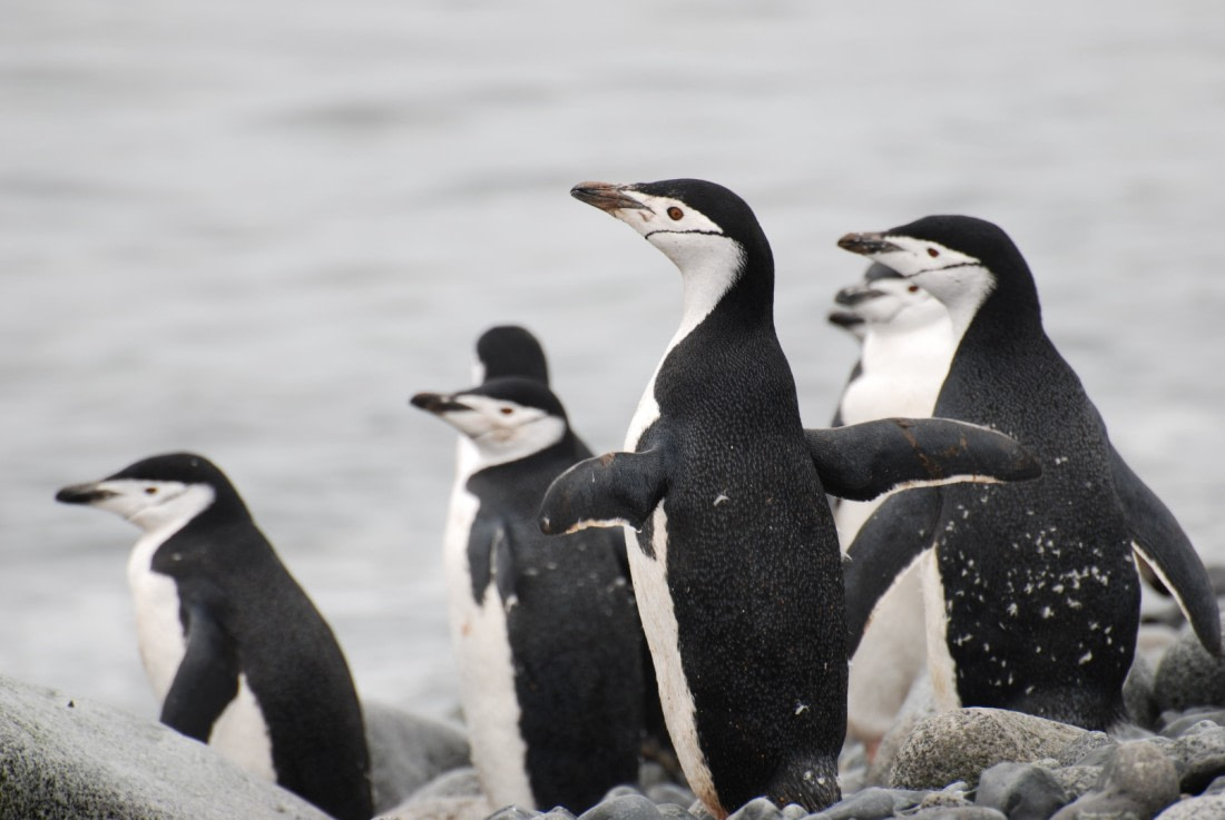 chinstrap penguins entering the water