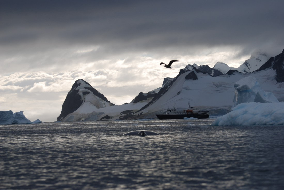 M/V Ortelius and humpback whale