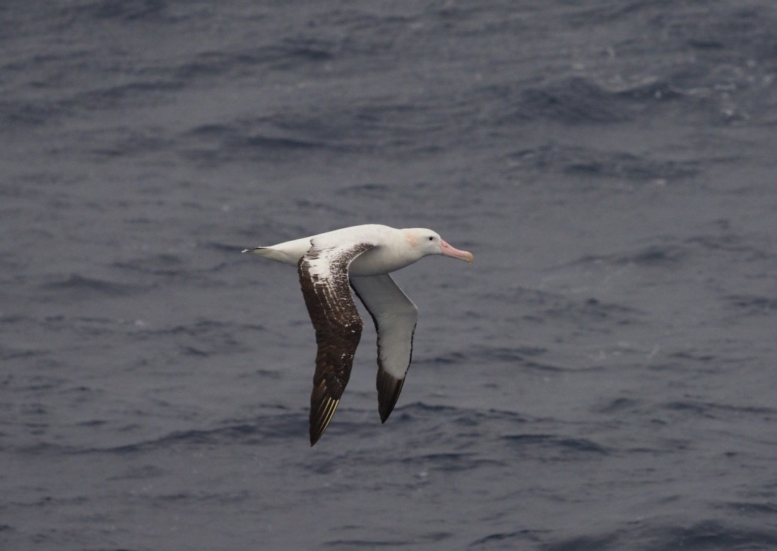 Wandering Albatross