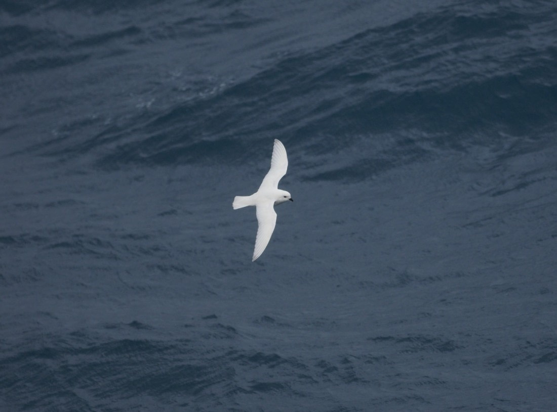Snow Petrel