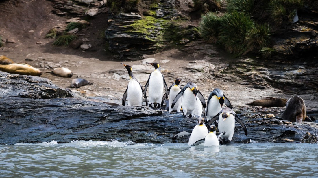 Koningspinguïns Nieuwjaarsduik