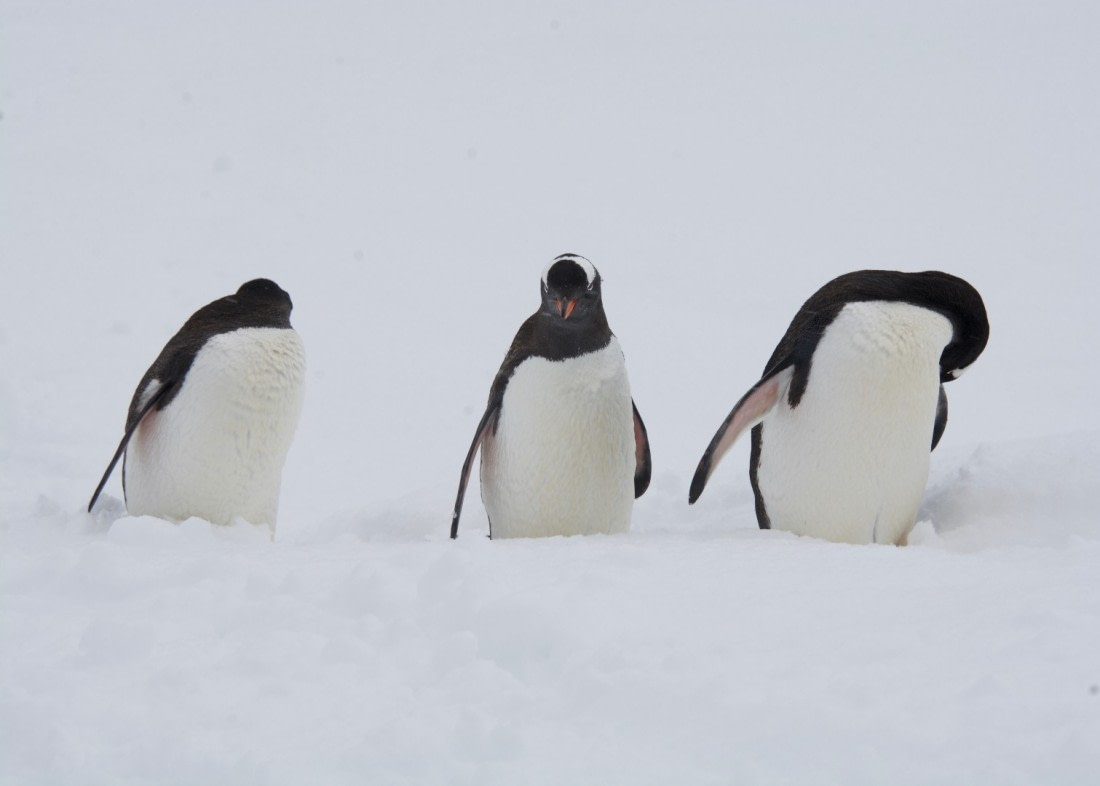 Here's looking at you, kid.