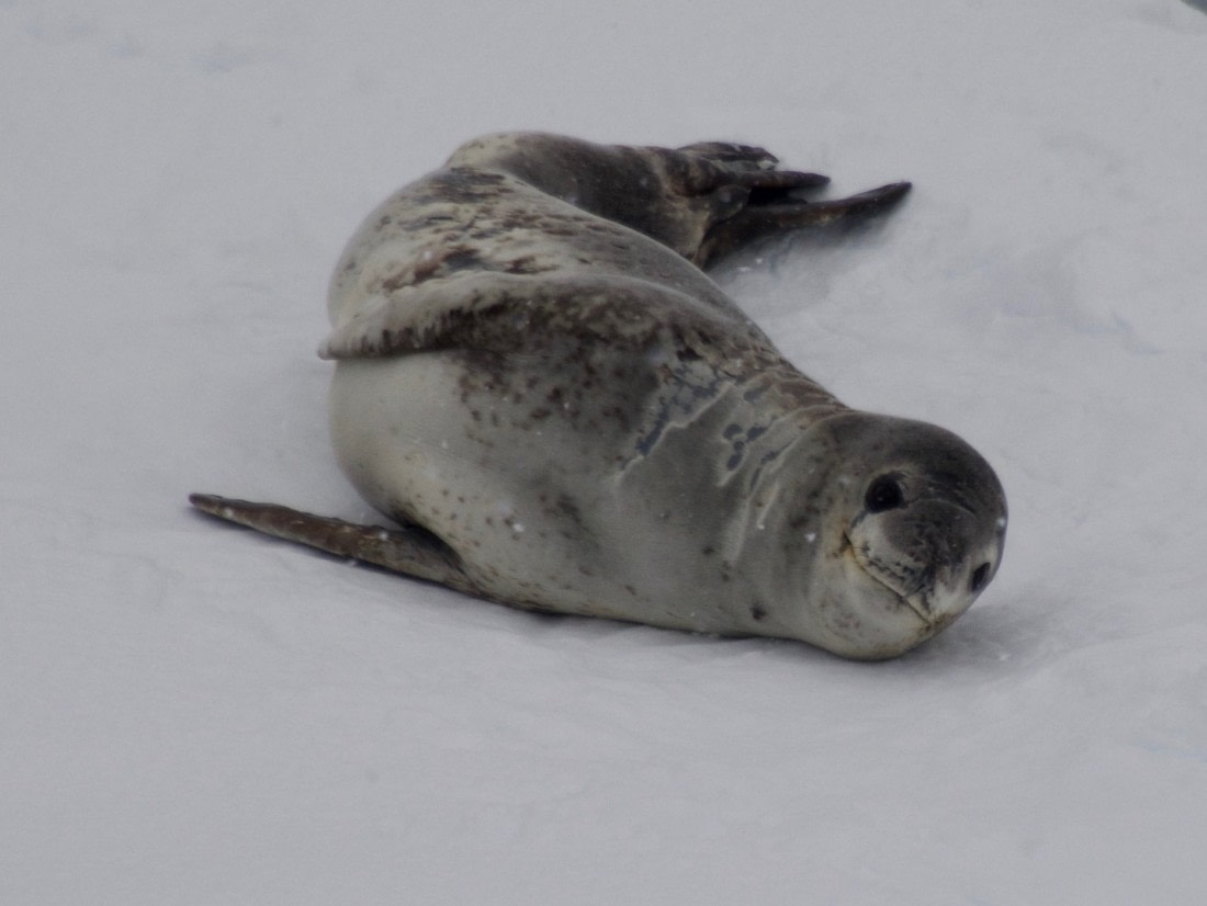 Leopard Seal