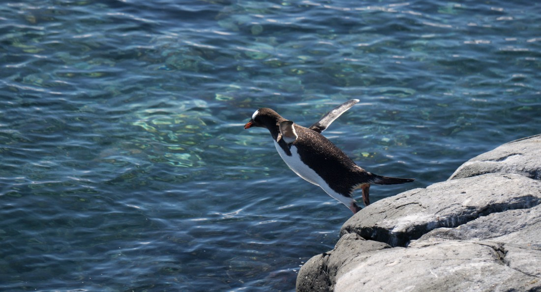 Polar Plunge coming up