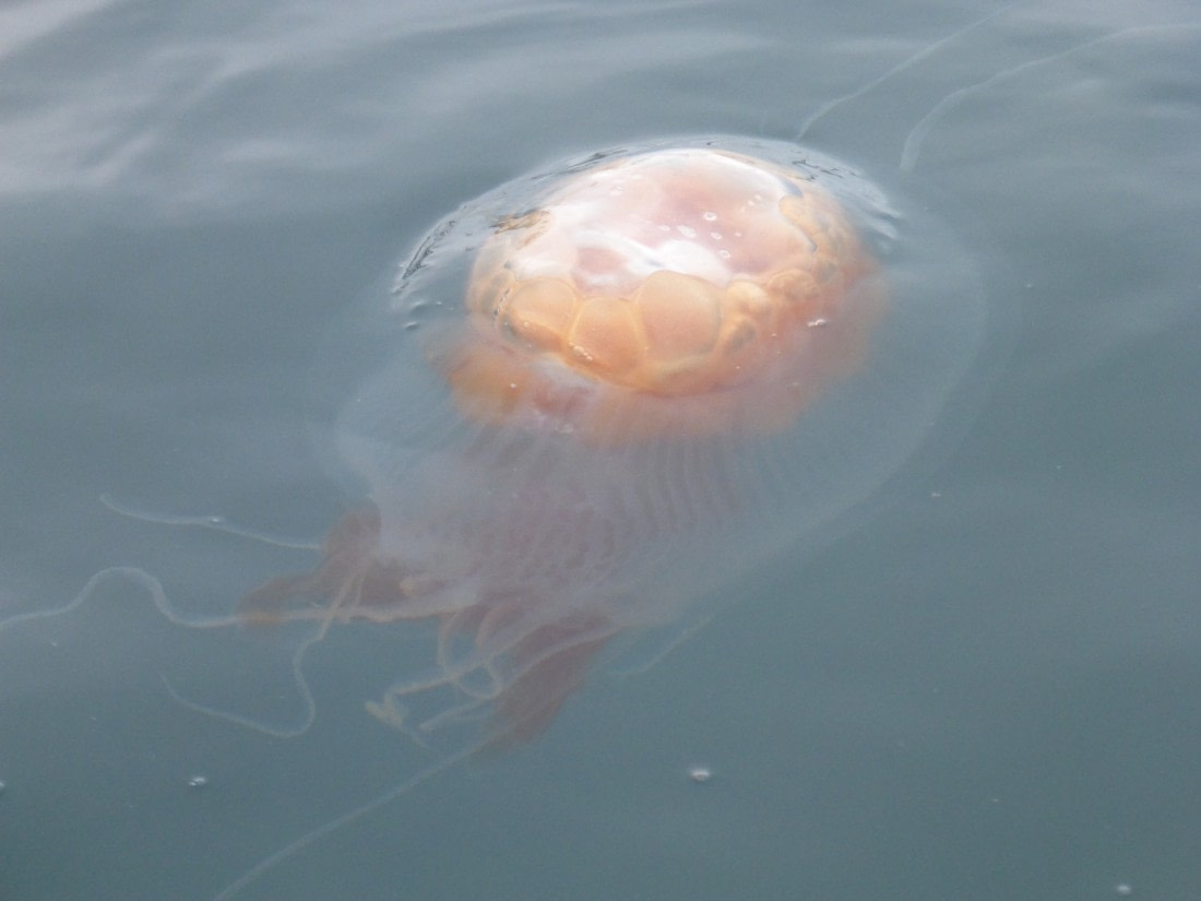 Antarctic jellyfish are huge!
