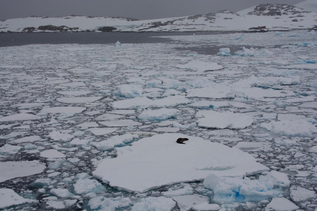 Leopard Seal from Far Away