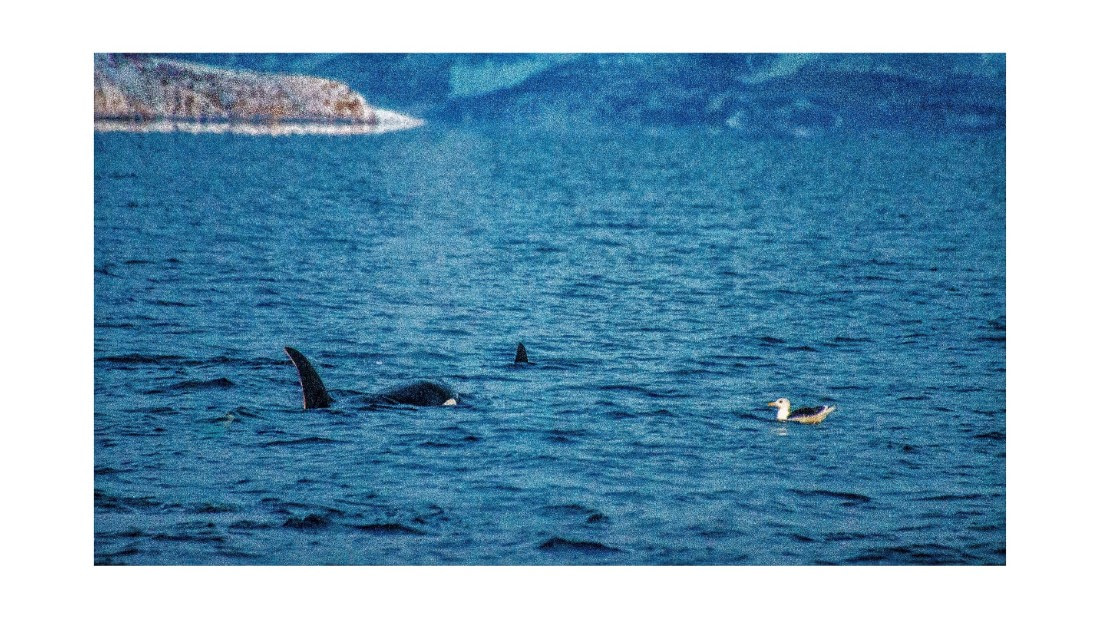 Orca, between Skorpa & Badderen No., S/V Nooderlicht, whales & auroras 12/2017