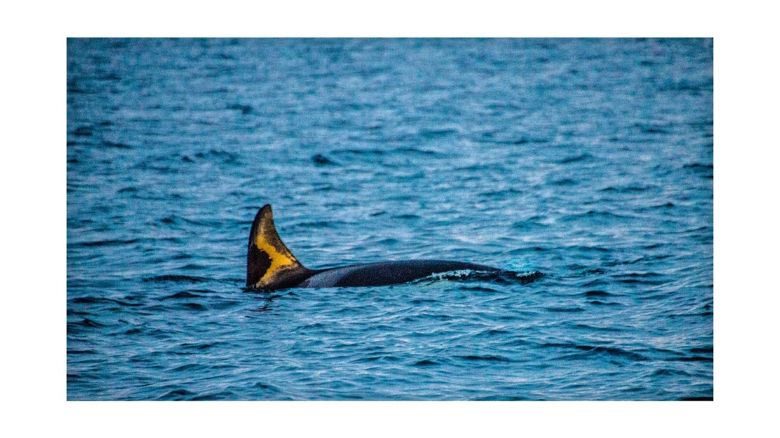 Orca, between Skorpa & Badderen No., S/V Nooderlicht, whales & auroras 12/2017