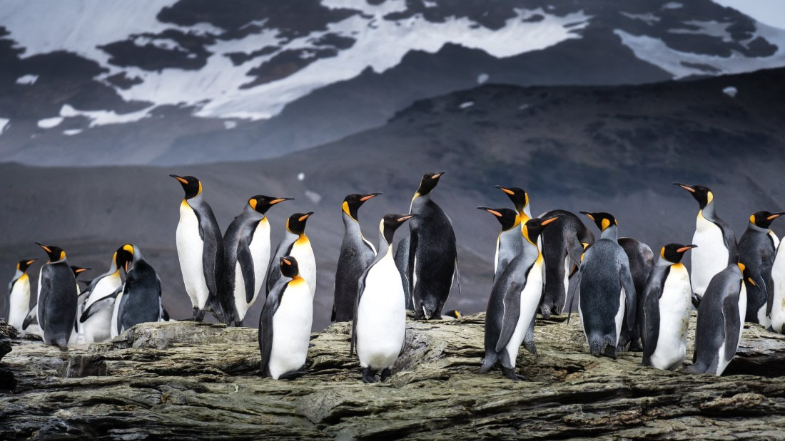 The Beautiful King Penguins