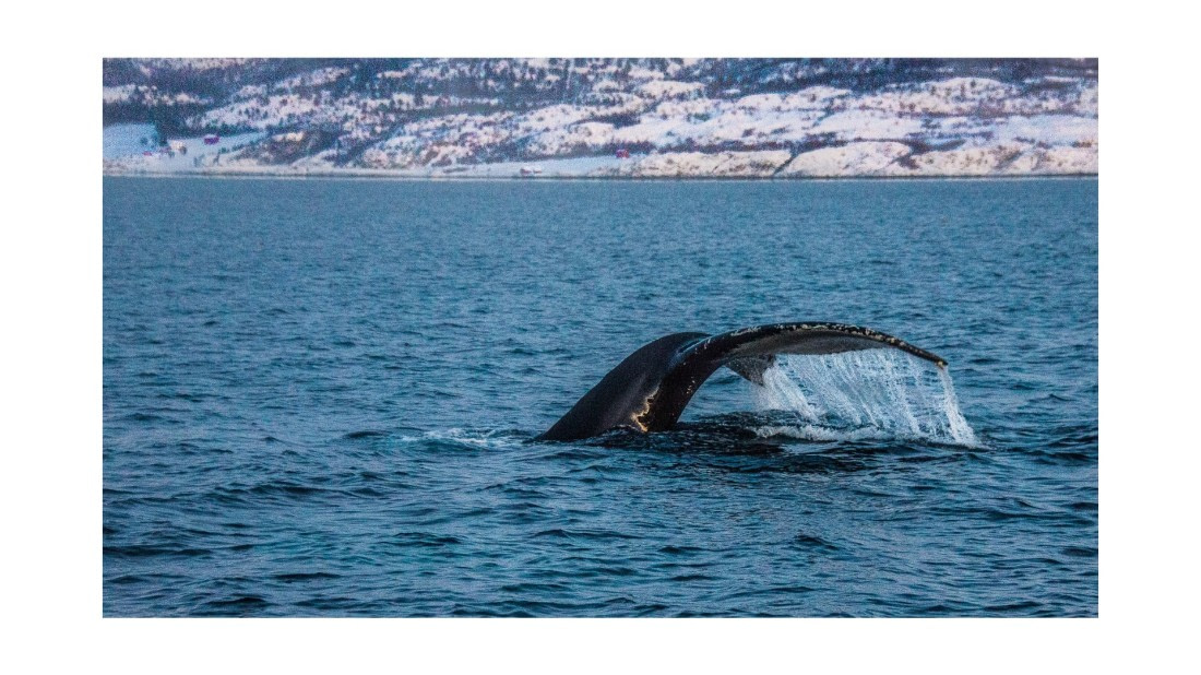 Humpback, between Skorpa & Badderen No., S/V Nooderlicht whales & auroras 12/2017