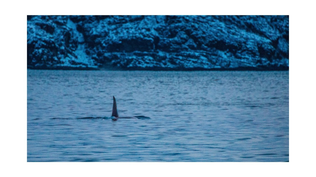 Orca, S/V Nooderlicht, whales & auroras  12/2017