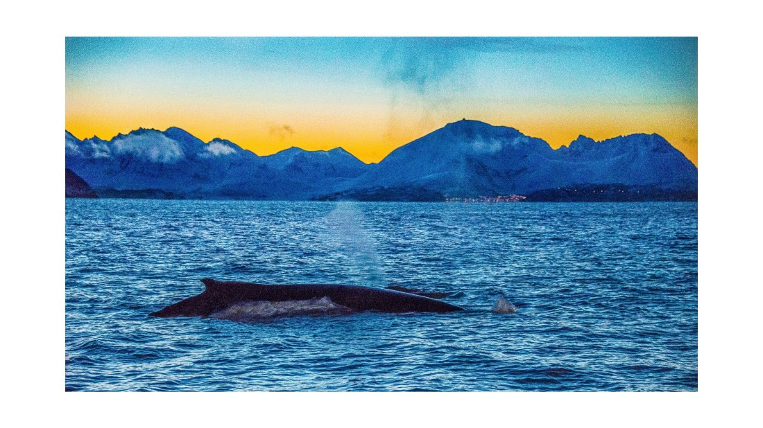 1st Humpback whale, S/V Nooderlicht, whales & auroras 12/2017