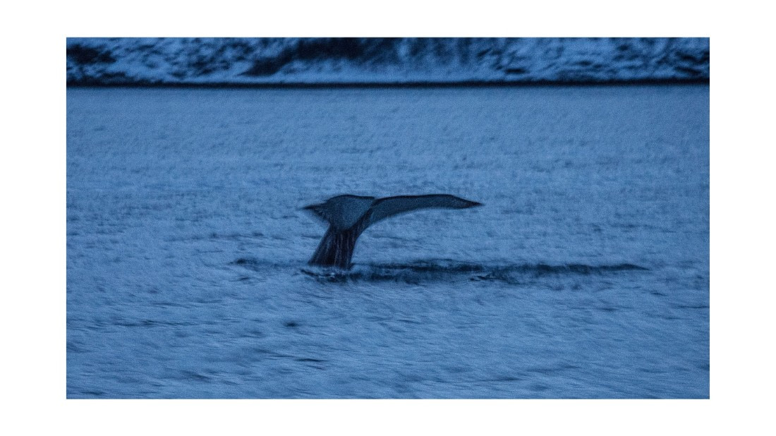 Humpback, civil twilight fading, S/V Nooderlcht  whales & auroras  12/2017