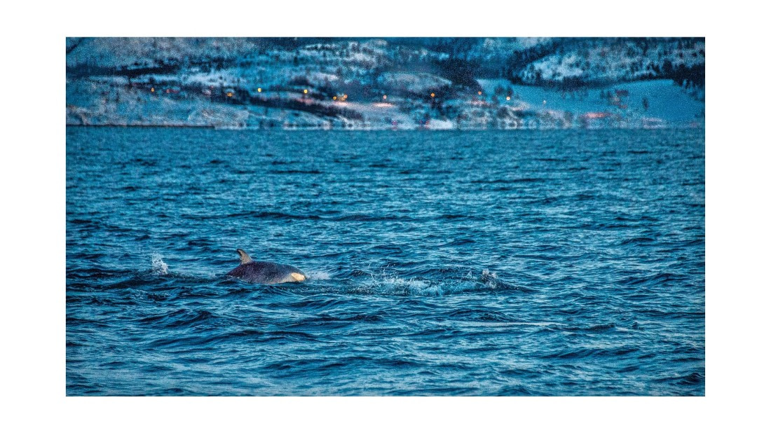 Orca, between Skorpa & Badderen No., S/V Nooderlicht, whales & auroras 12/2017