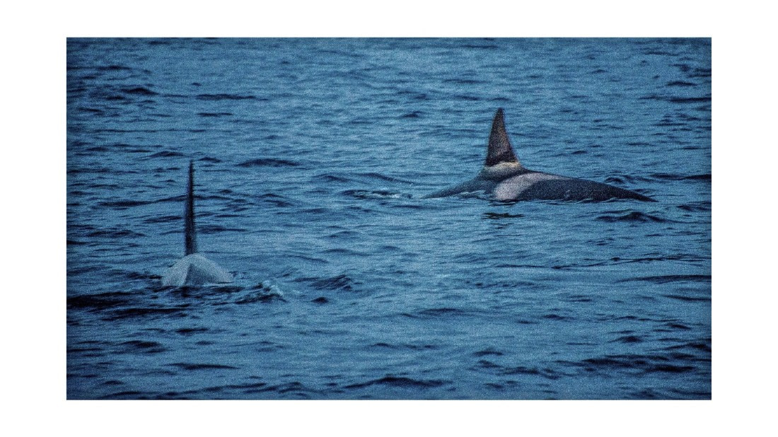 Orca, between Skorpa & Badderen No., S/V Nooderlicht, whales & auroras 12/2017