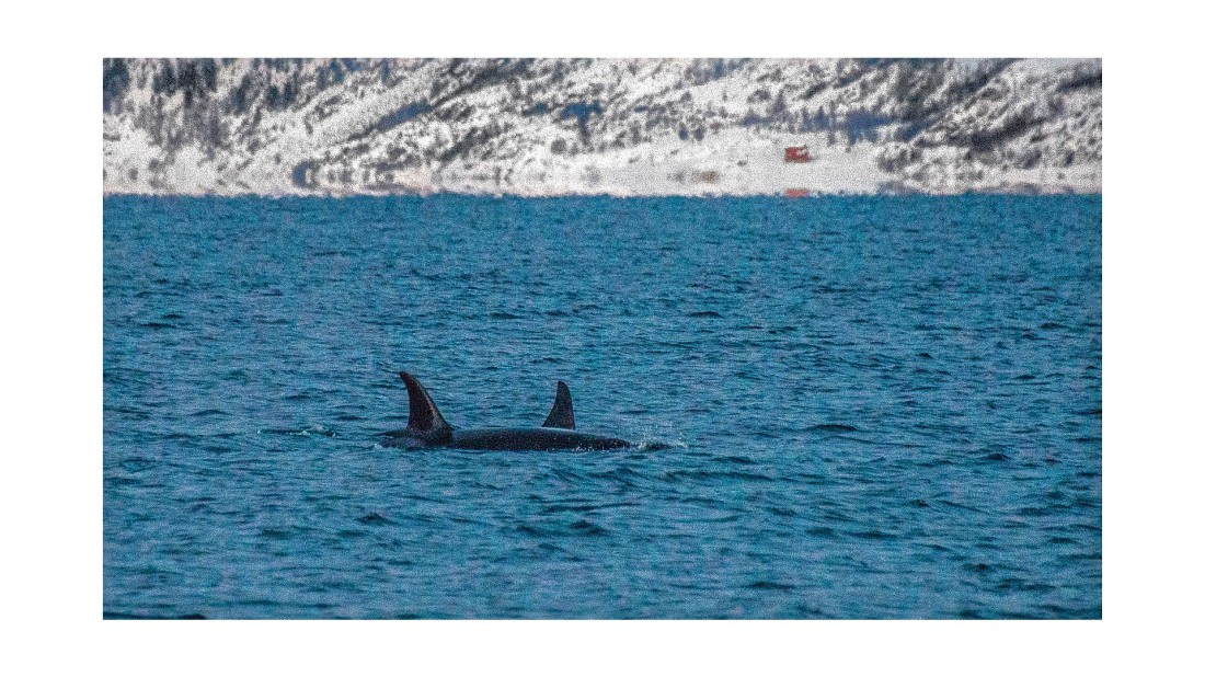 Orca, between Skorpa & Badderen No., S/V Nooderlicht, whales & auroras 12/2017