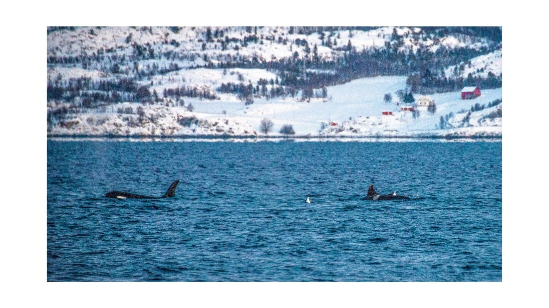 Orca, between Skorpa & Badderen No., S/V Nooderlicht, whales & auroras 12/2017