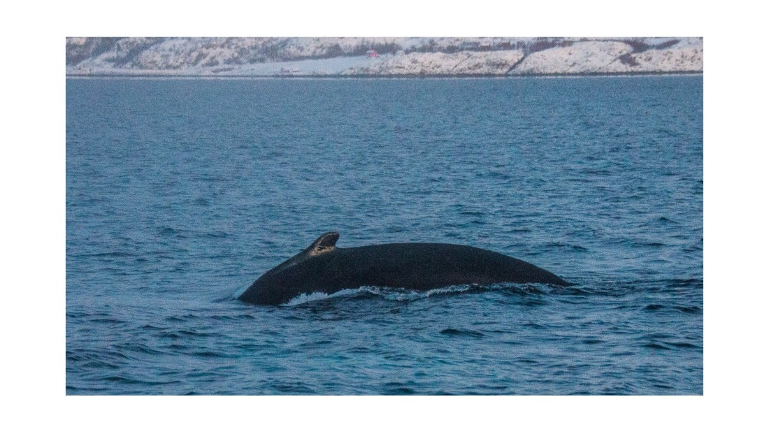 Humpback, between Skorpa & Badderen No., S/V Nooderlicht whales & auroras 12/2017