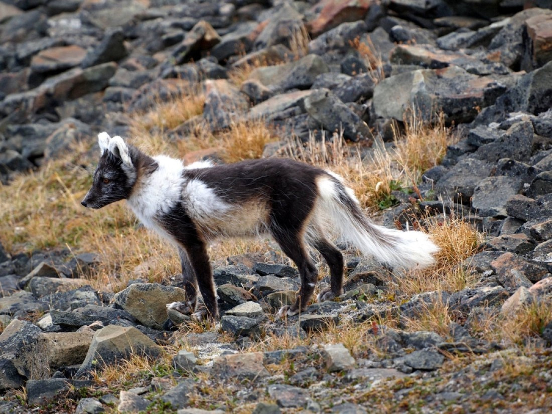 Are Arctic Foxes Nocturnal