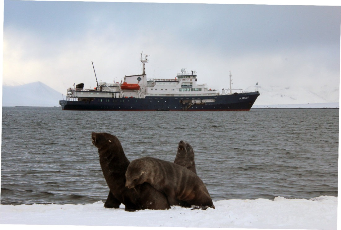 fur seals with plancius
