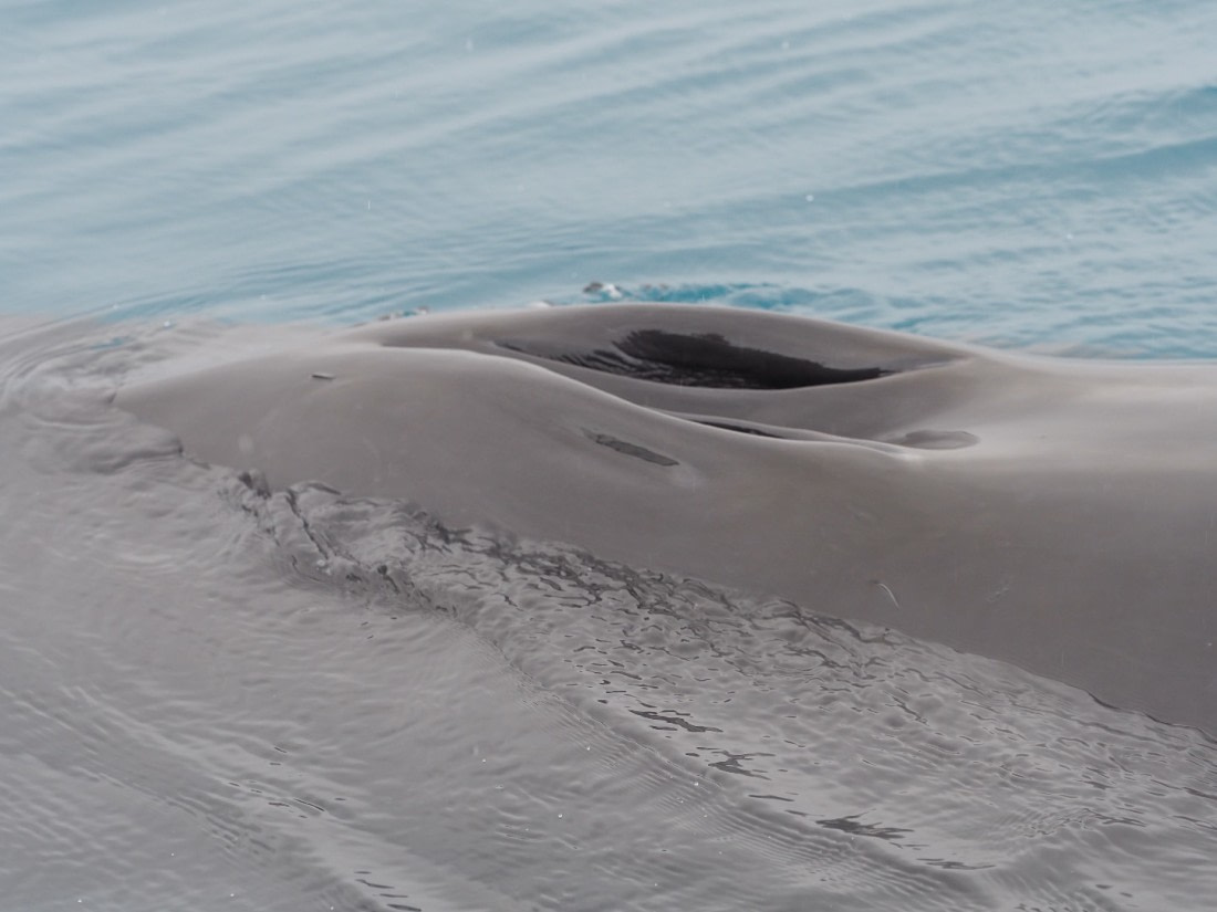 Minky whale at the Zodiac