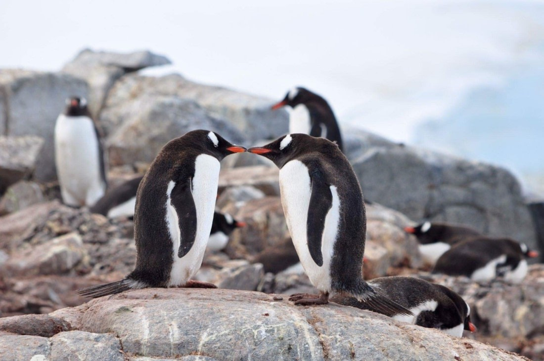 Penguins in love