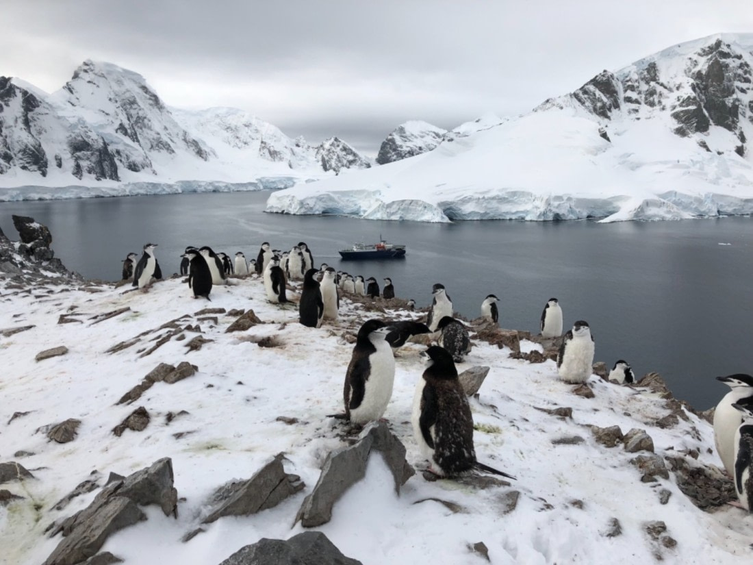 Chinstraps on Spigot Peak