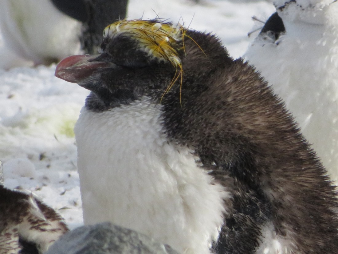 macaroni penguin