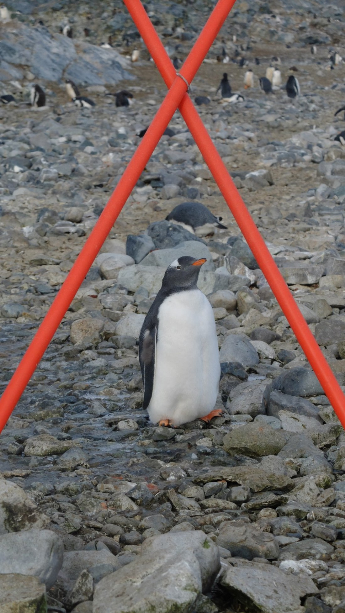 "You keep to your side of the poles and I'll keep to mine"  A Polar Penguin!