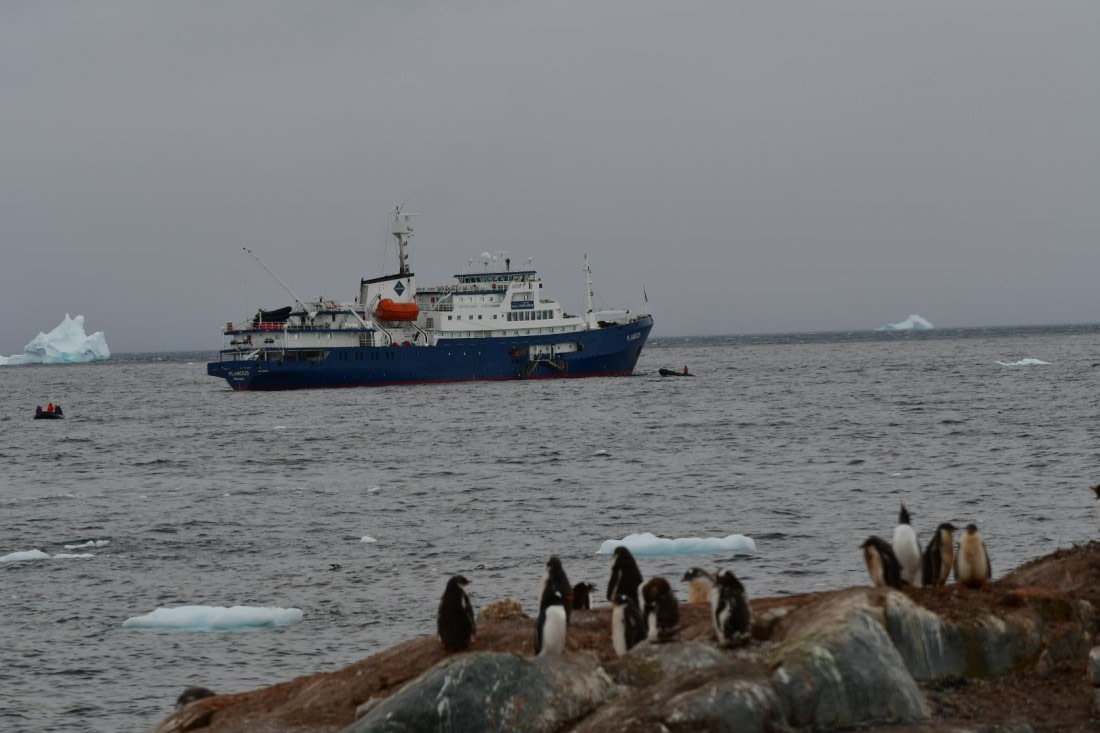 MV Plancius bei Cuverville Island