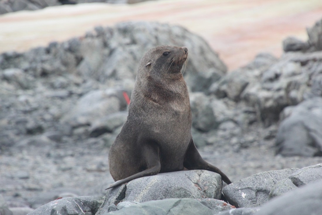 Fur seal