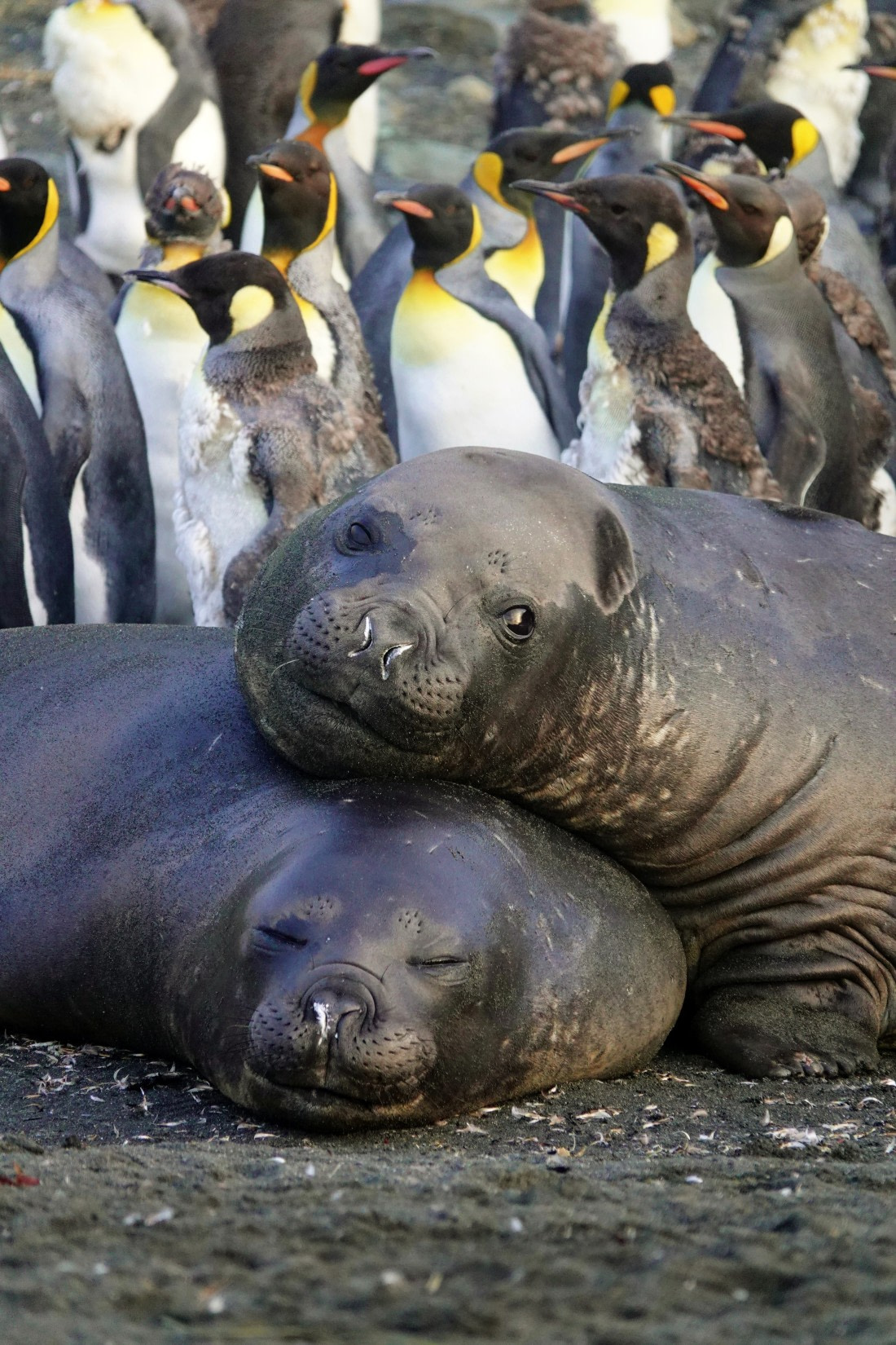 Elephant seals