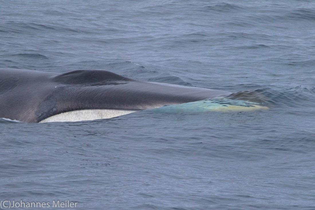 The white lower jaw of a Finwhale