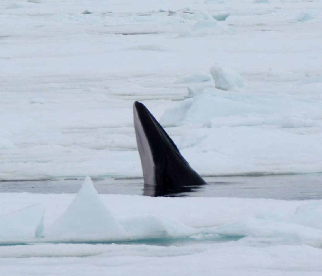 North Spitsbergen, Arctic Spring, June MinkeWhale © Peter Tadin-Oceanwide Expeditions.jpg