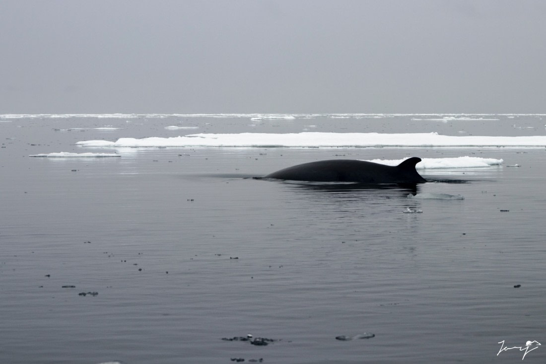 Close Encounter with Minke Whale