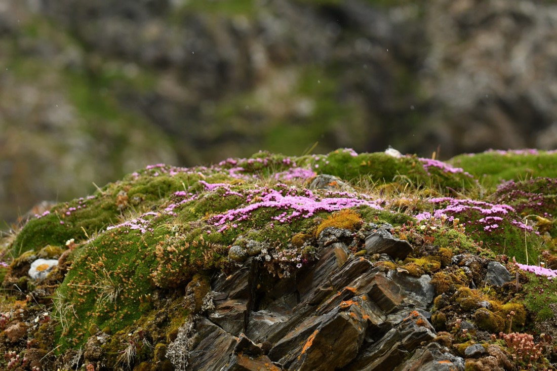 Flowers of the Tundra