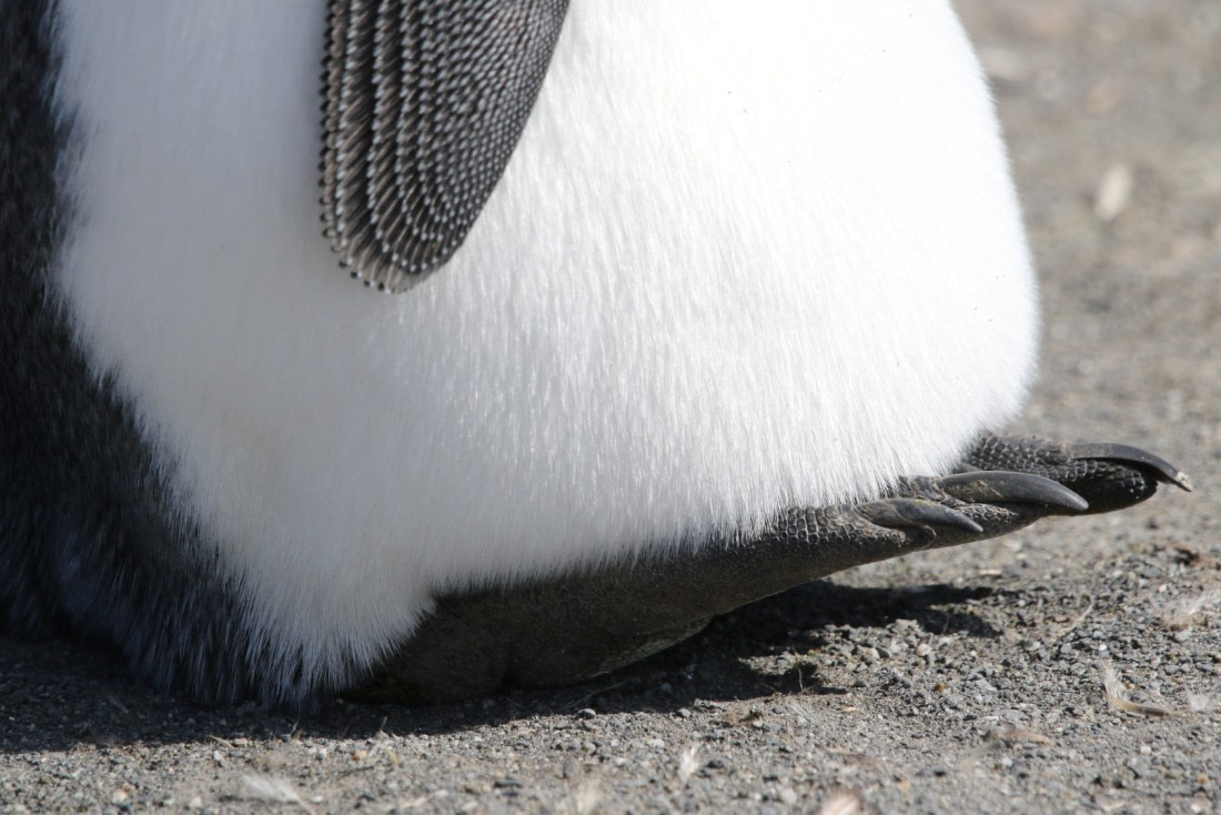 Penguin's Feet
