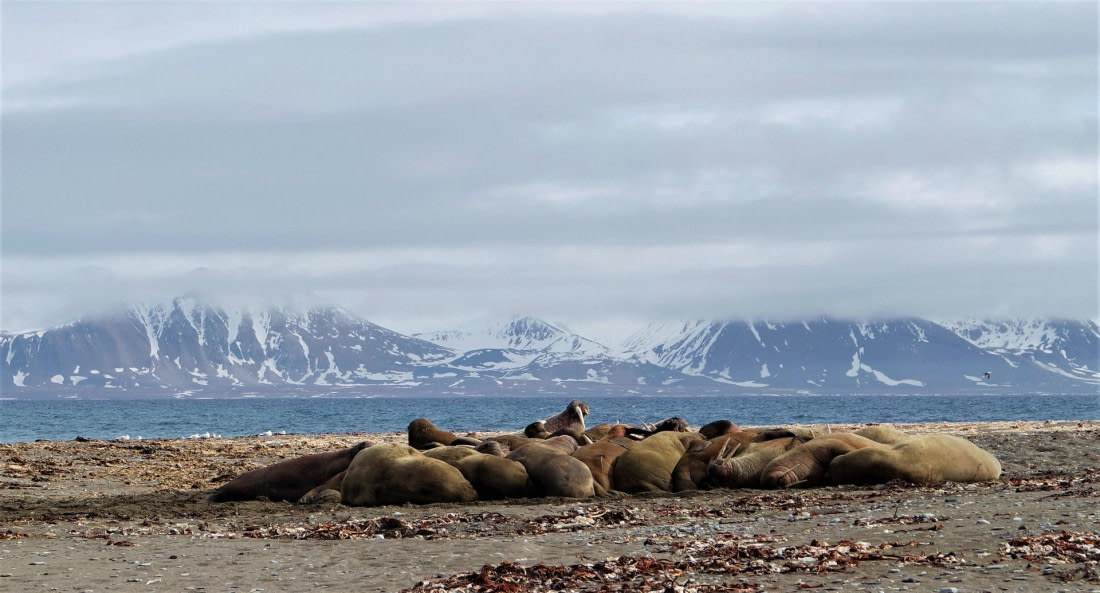 OTL02-18 Poolepynten