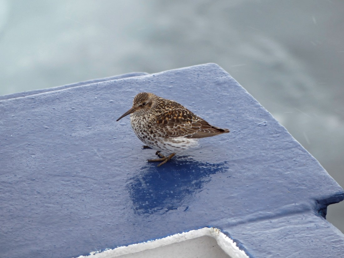 A surprise visitor to Plancius at 82 deg N