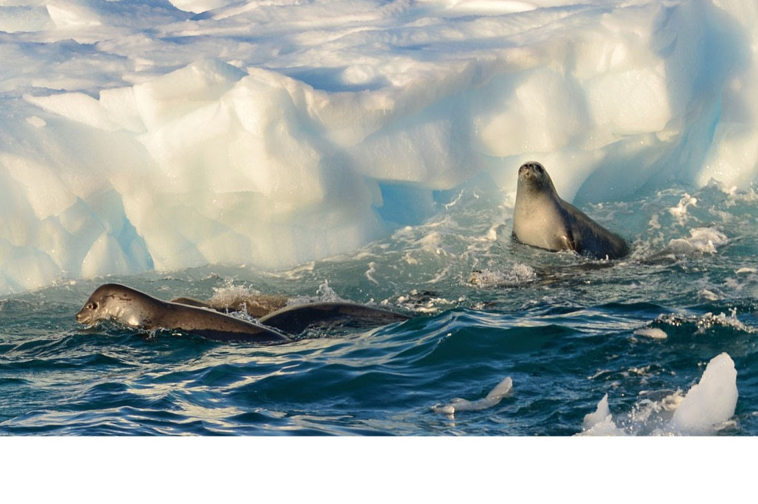 Seals escaping from Orca's