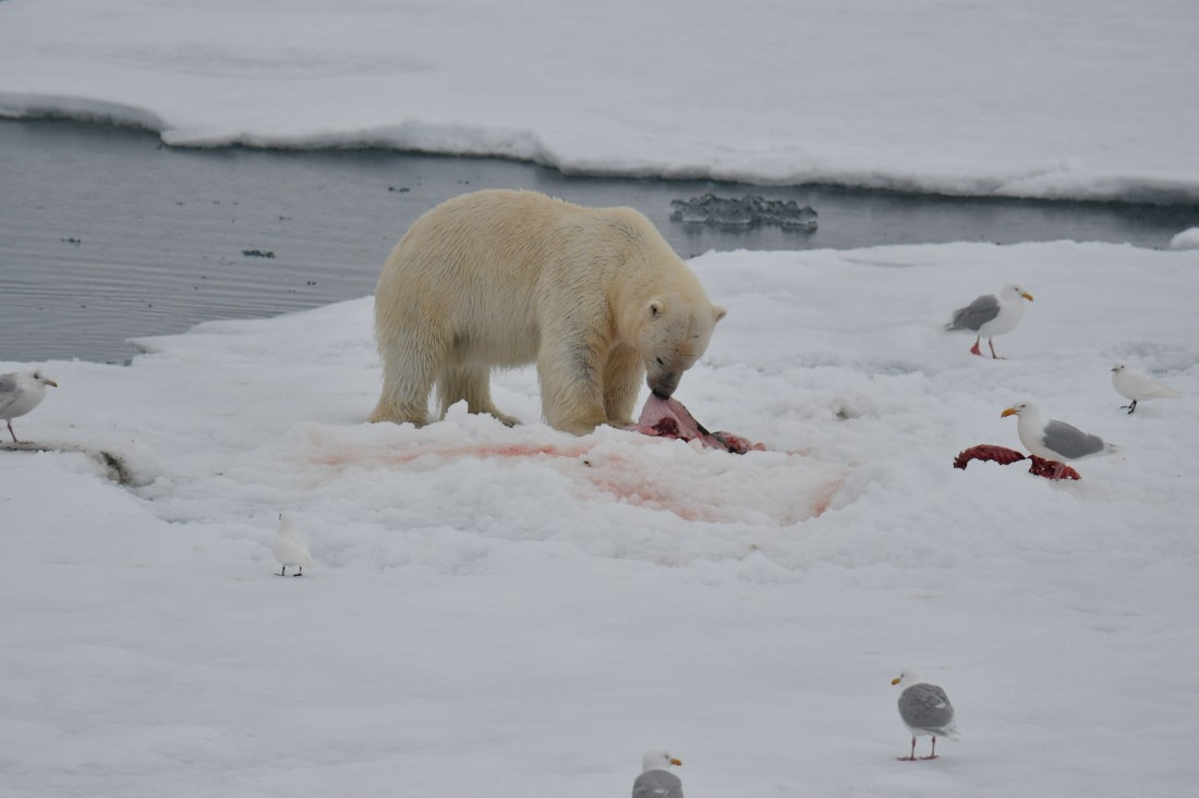 Polar Bear with Kill