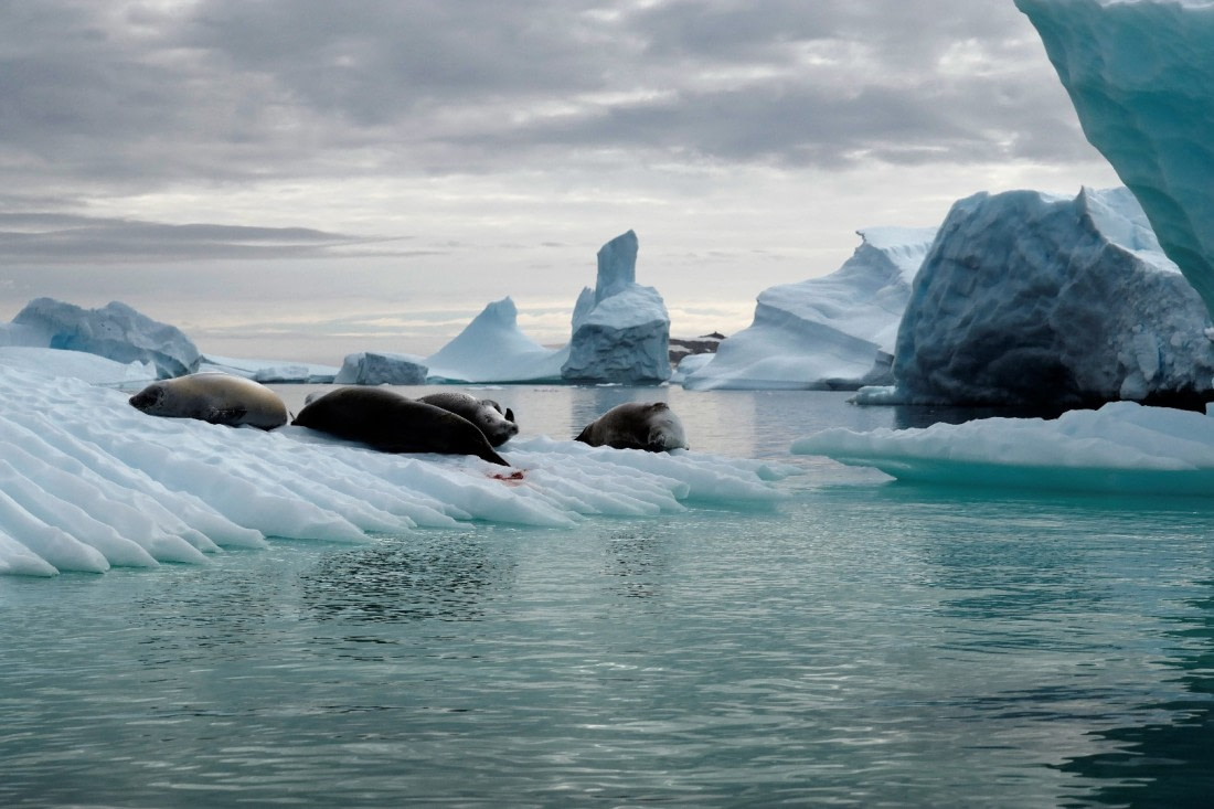 Seals on Pleneau Island