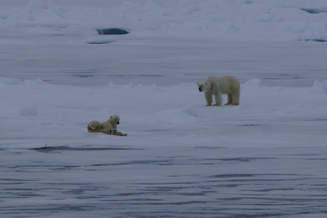 OTL03-18 Male and female Ice bears "On a date" !.