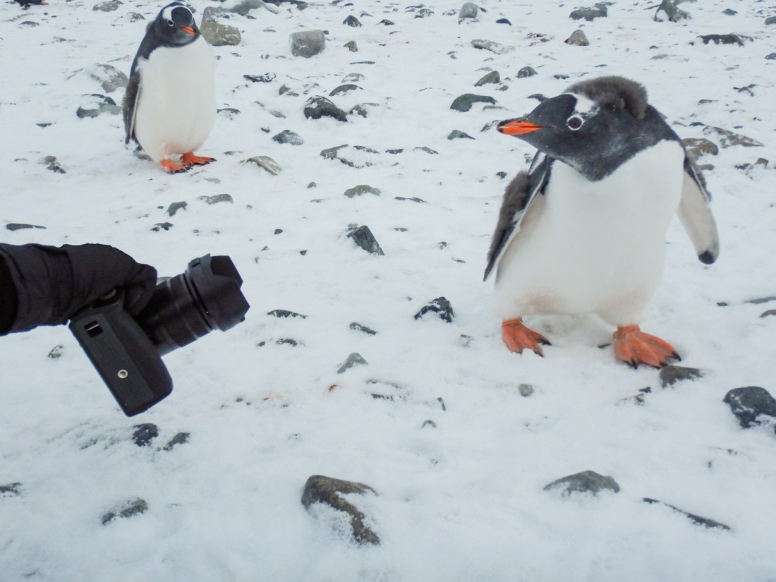 curious Gentoo's
